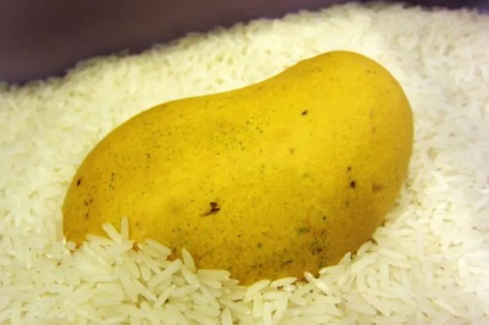 mangga di beras