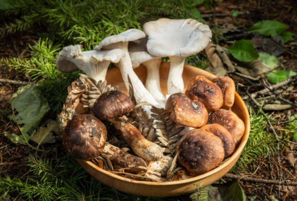 Tren Kuliner 2025 Revolusi Makanan Nabati — Rendang Vegan Jamur Jadi Favorit Gen Z Indonesia!